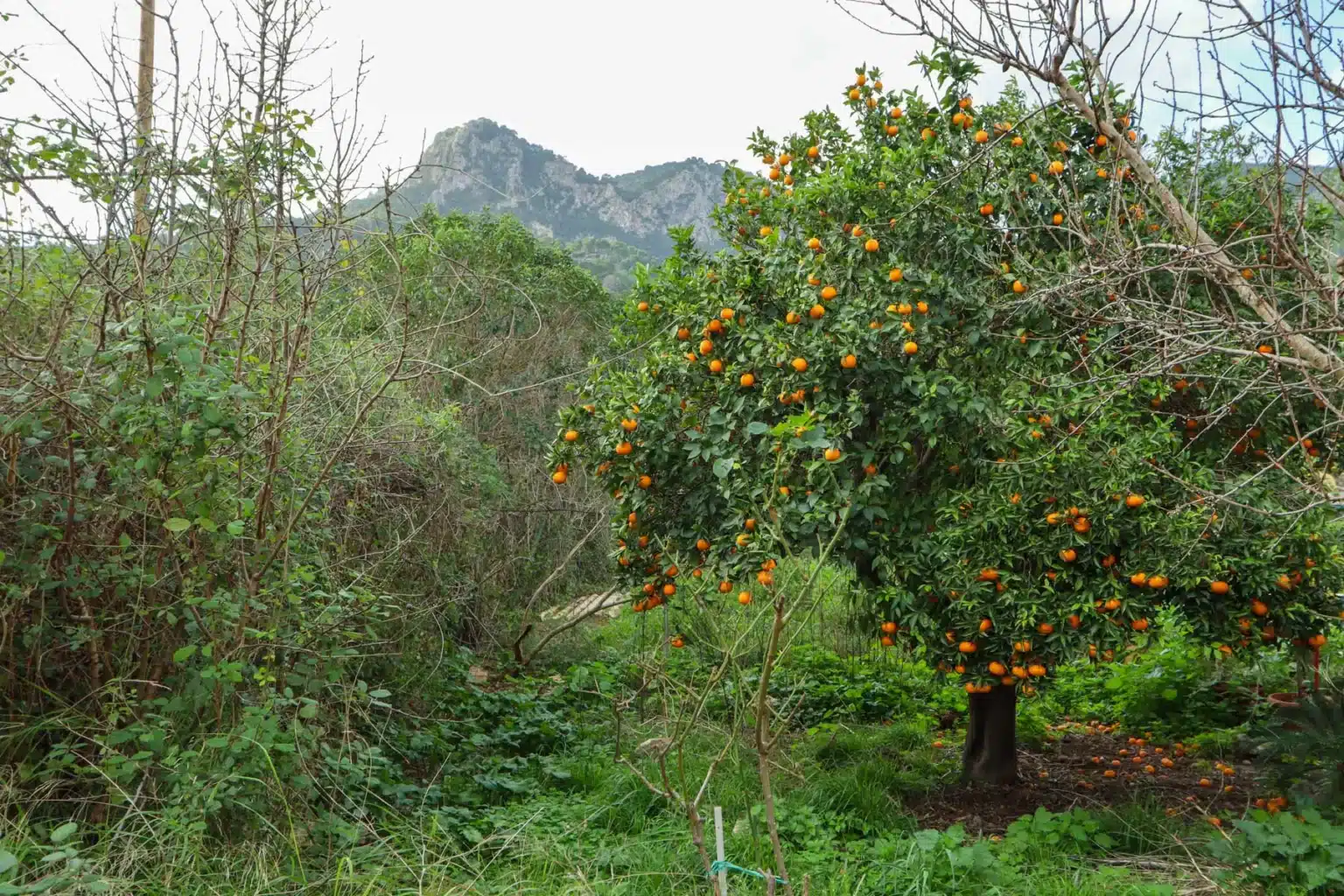 CM-S01.883_Casas_Mallorca_Tramuntana_House_Sóller_Garden_5